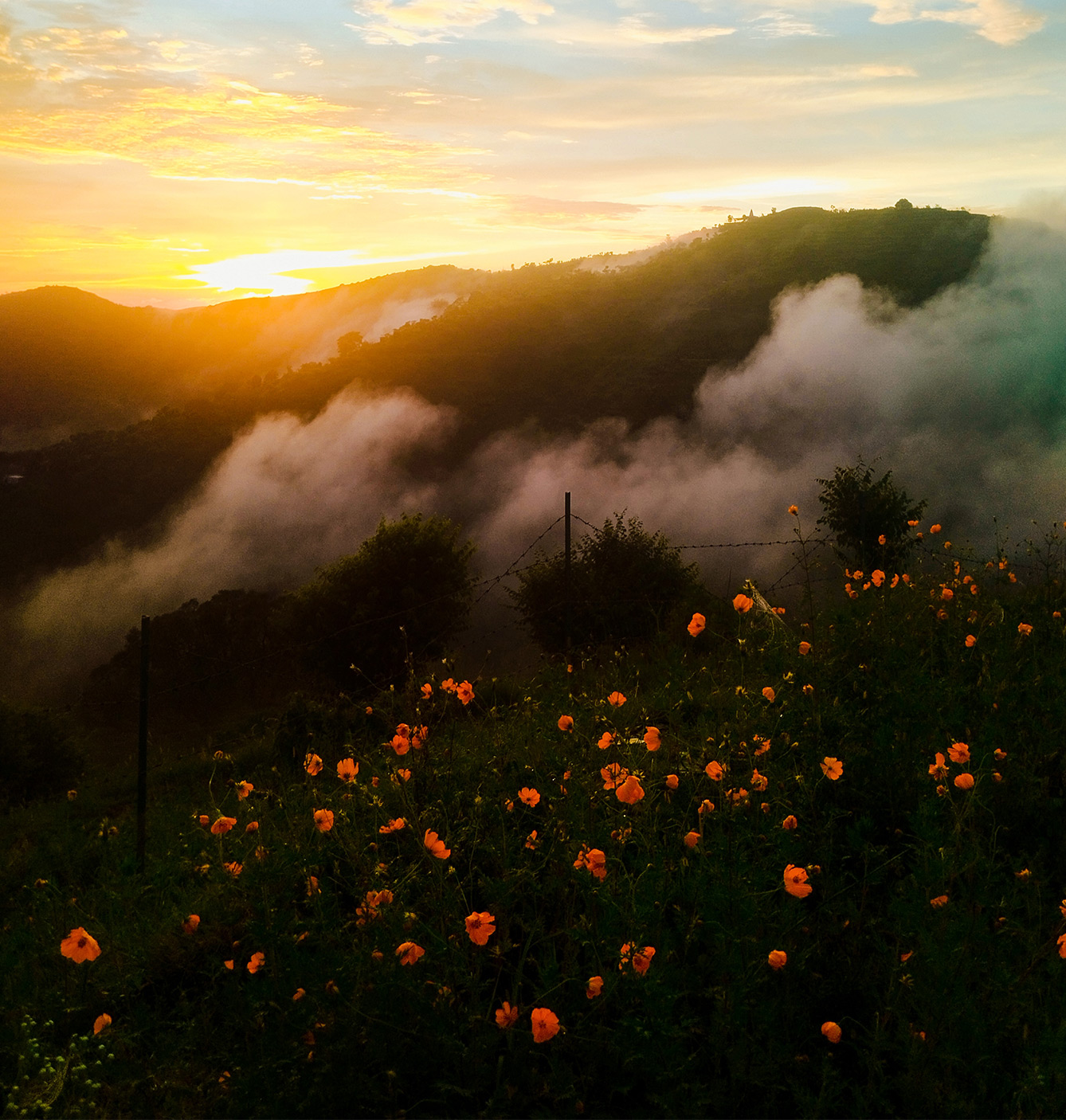 Nature ecology and wellbeing in the Himalayas